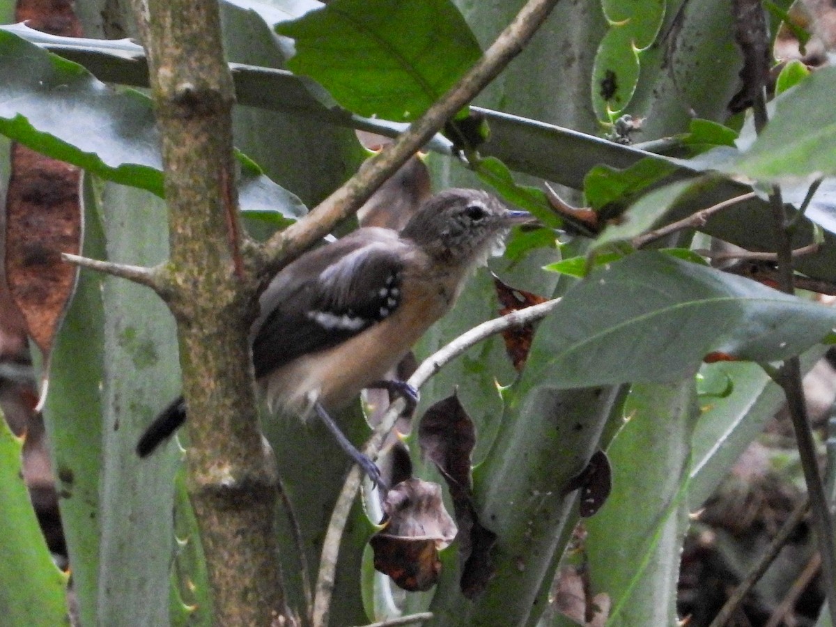 Northern White-fringed Antwren - ML628475171