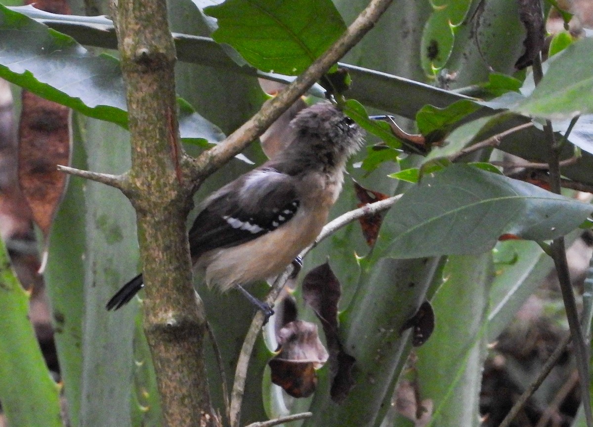 Northern White-fringed Antwren - ML628475172