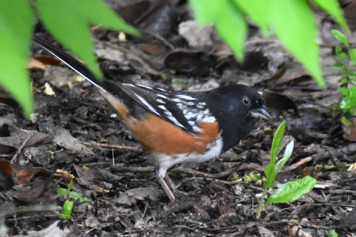 Spotted Towhee - ML628475332