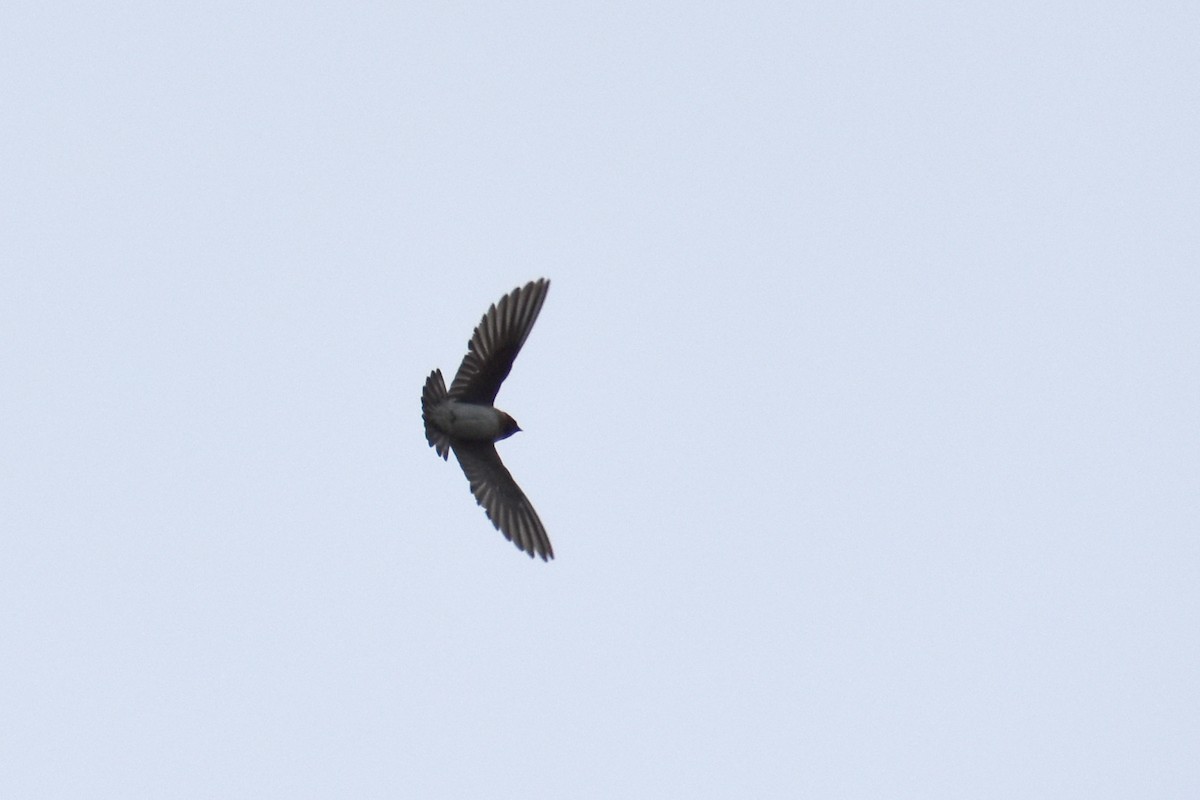 Northern Rough-winged Swallow - ML628475379