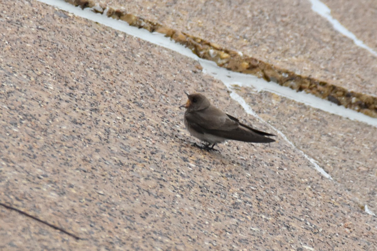 Northern Rough-winged Swallow - ML628475380