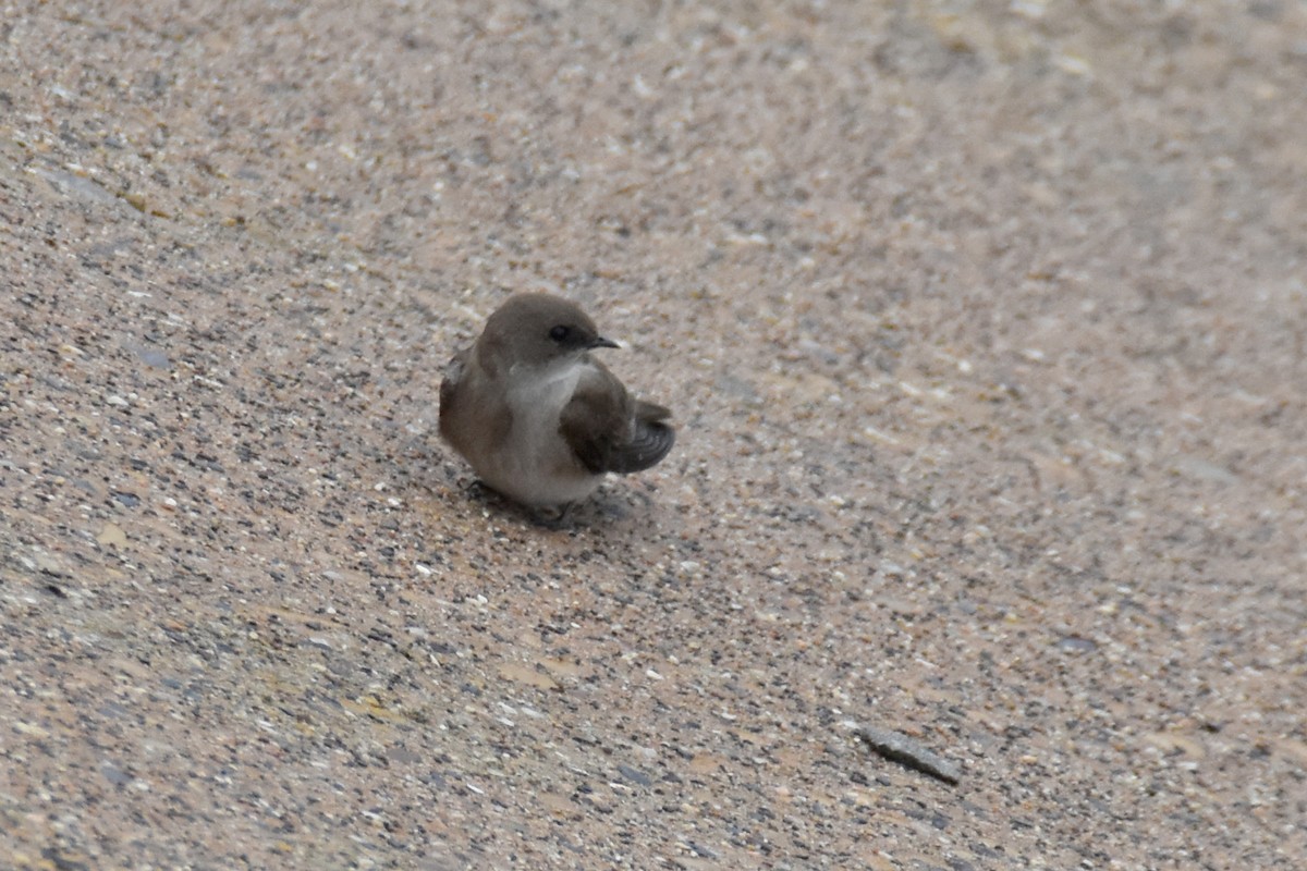 Northern Rough-winged Swallow - ML628475381