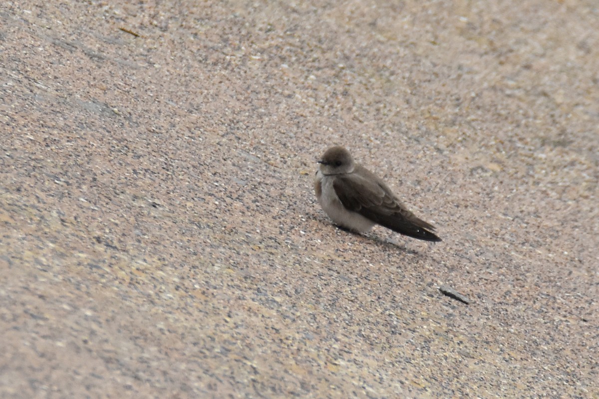 Northern Rough-winged Swallow - ML628475382