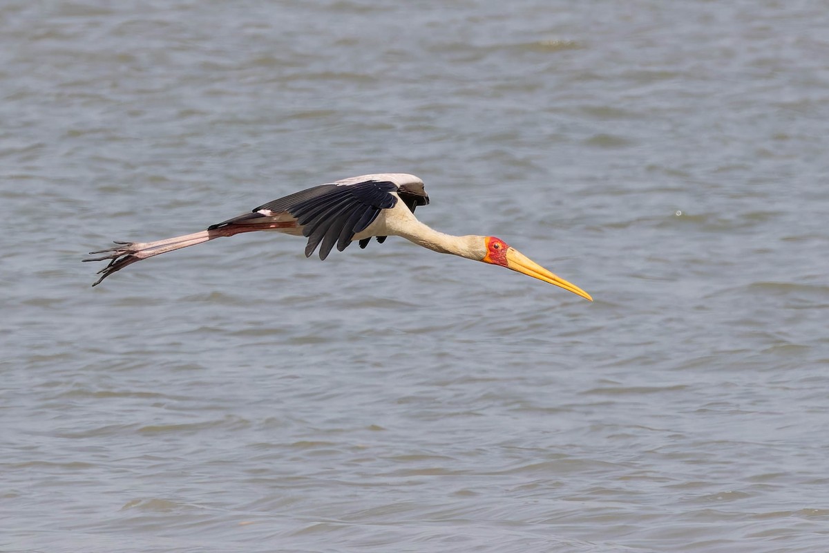 Tantale ibis - ML628475453
