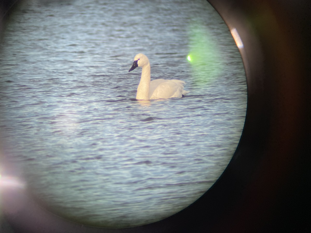 Tundra Swan - ML628475477