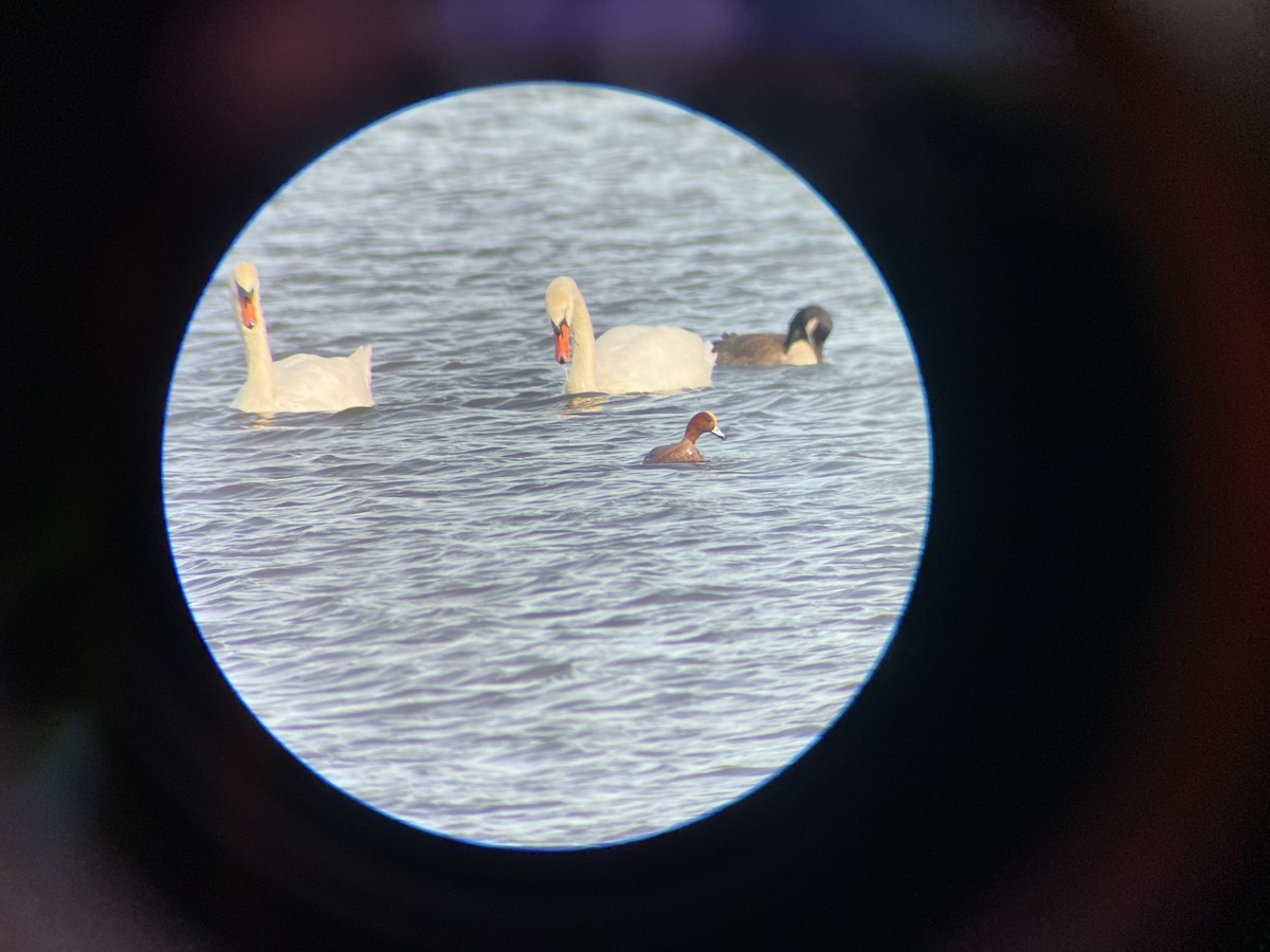 Eurasian Wigeon - ML628475483