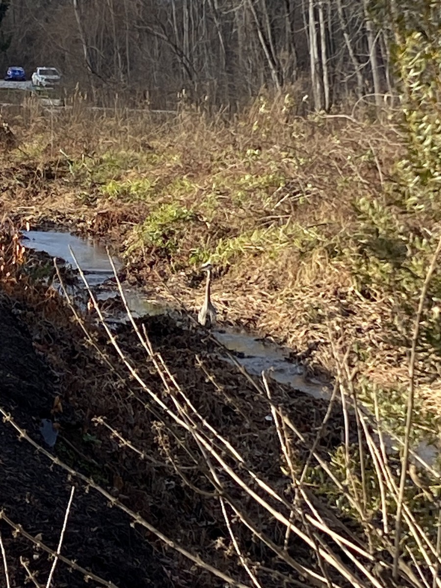 Great Blue Heron (Great Blue) - ML628475528