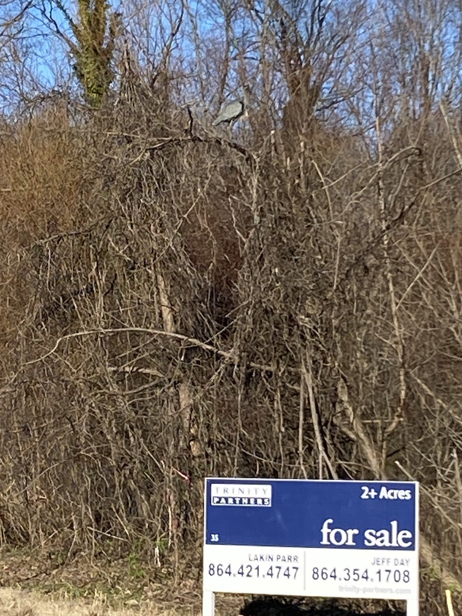 Great Blue Heron (Great Blue) - ML628475588