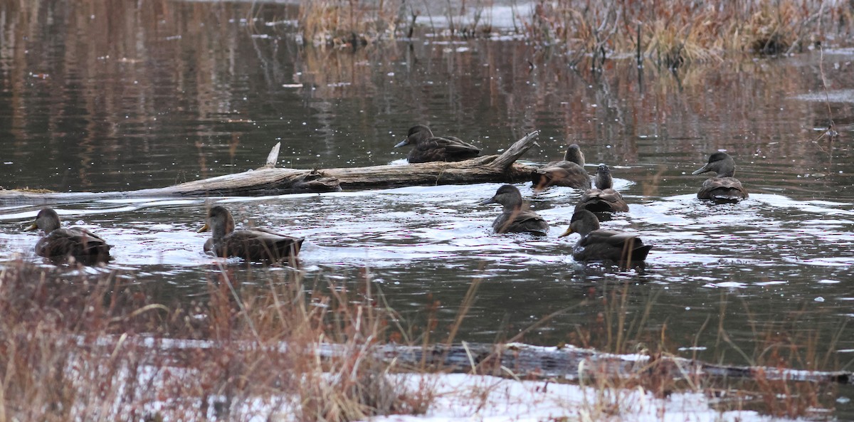 American Black Duck - ML628475773