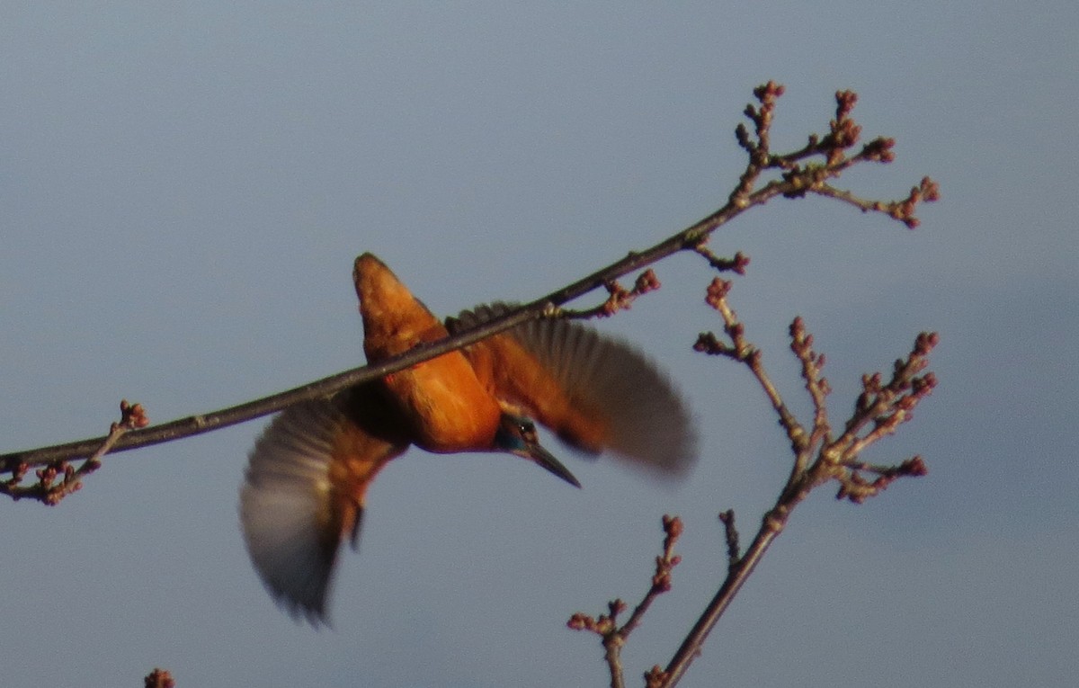Common Kingfisher - ML628475799
