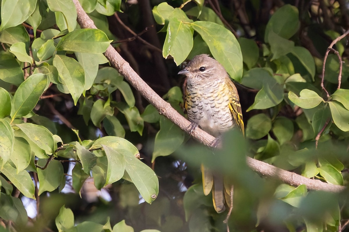 Al Omuzlu Tırtılyiyen - ML628476209