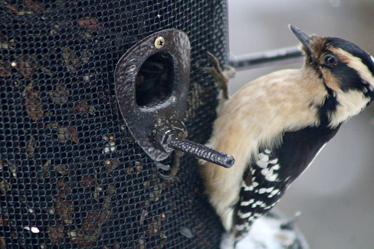 Downy Woodpecker - ML628476250