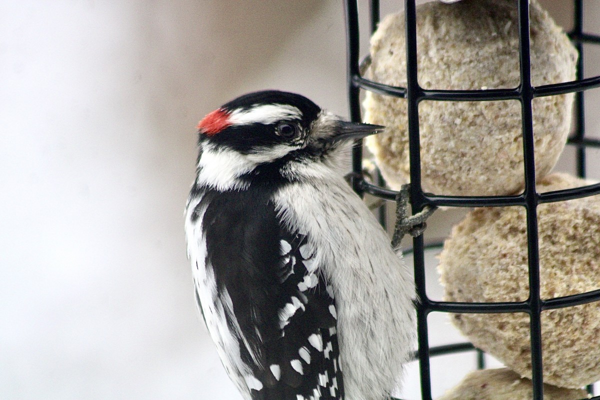 Downy Woodpecker - ML628476251