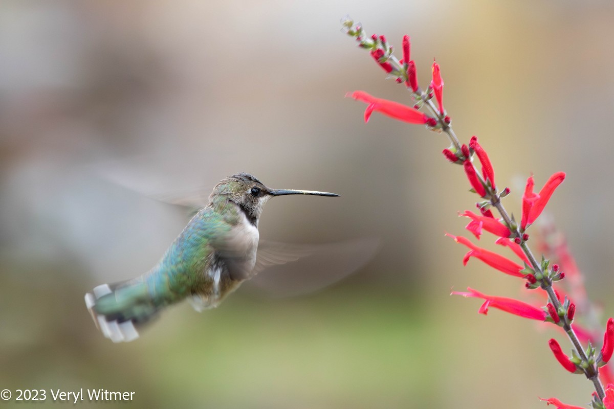 Black-chinned Hummingbird - ML628476264