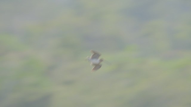Madagascar Snipe - ML628476345