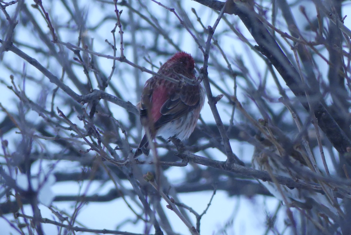 hýl nachový - ML628476360