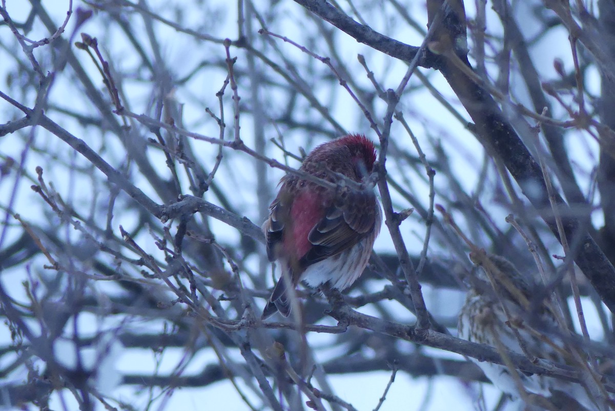 hýl nachový - ML628476361