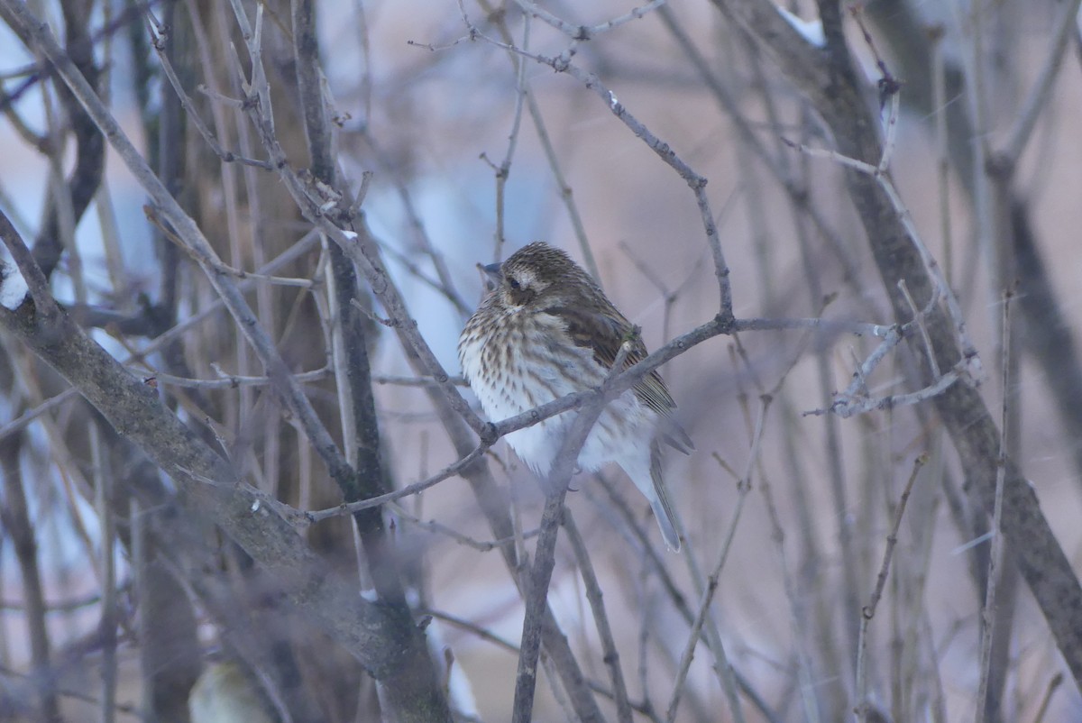 Purple Finch - Roland Bergeron