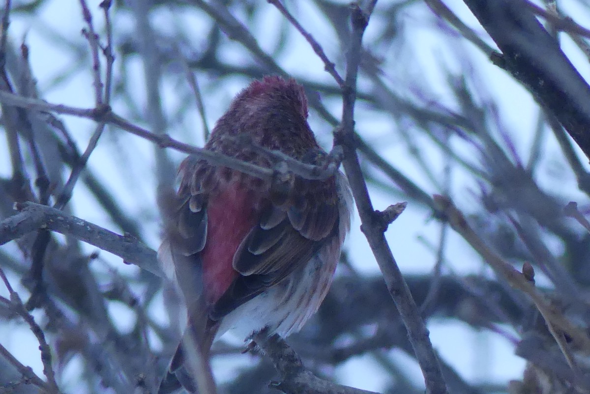 hýl nachový - ML628476510