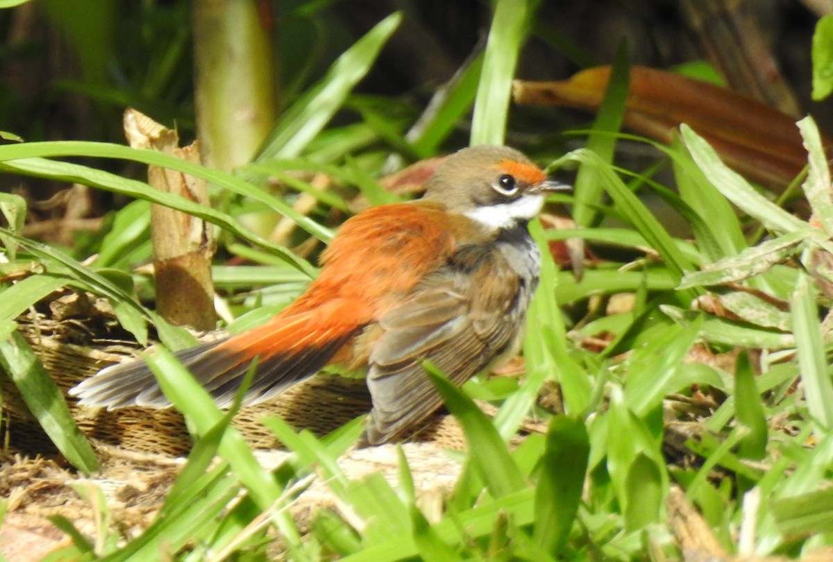 Australian Rufous Fantail - ML628476565