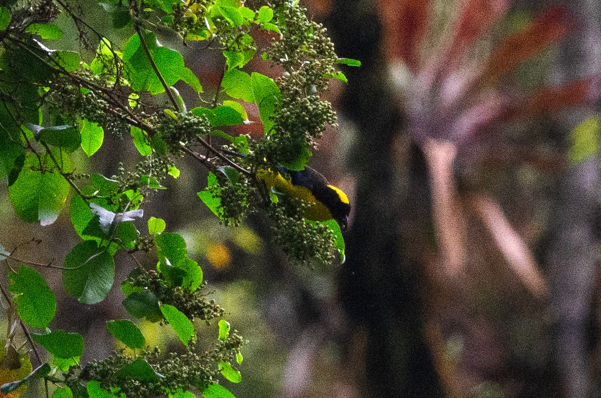 Blue-winged Mountain Tanager - ML628476754