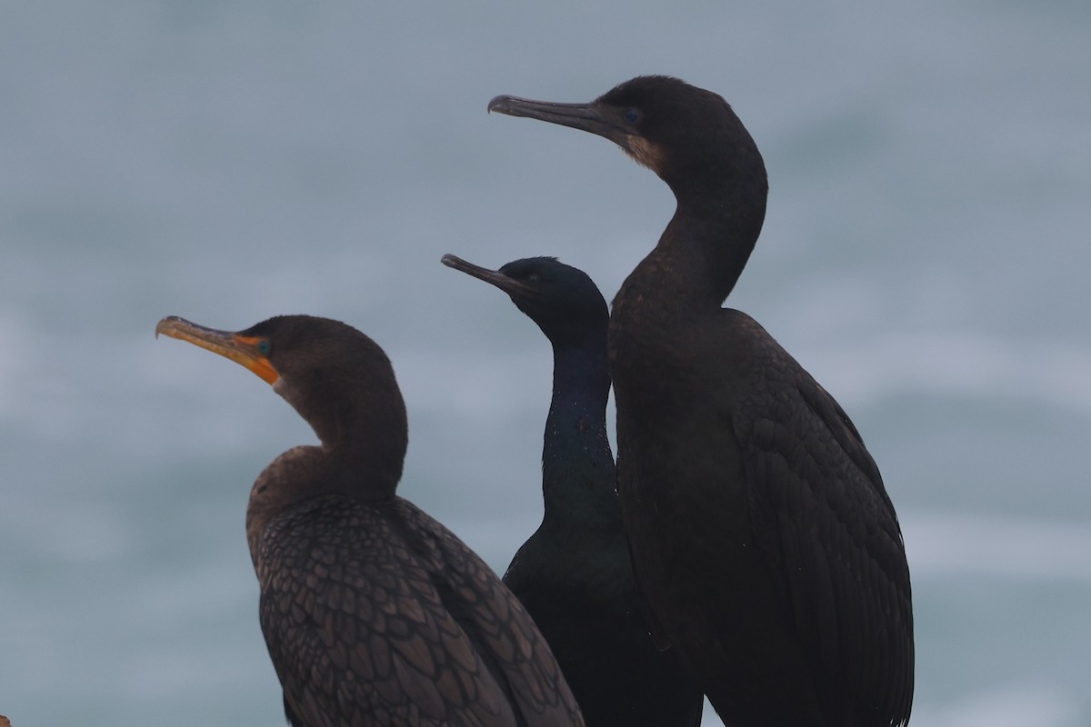 Pelagic Cormorant - ML628476845