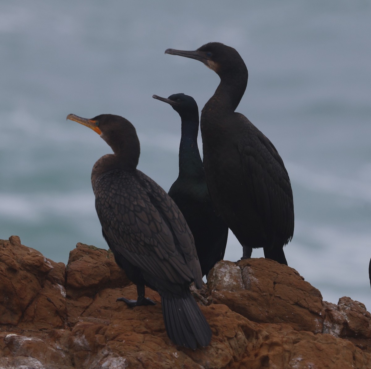 Double-crested Cormorant - ML628476853