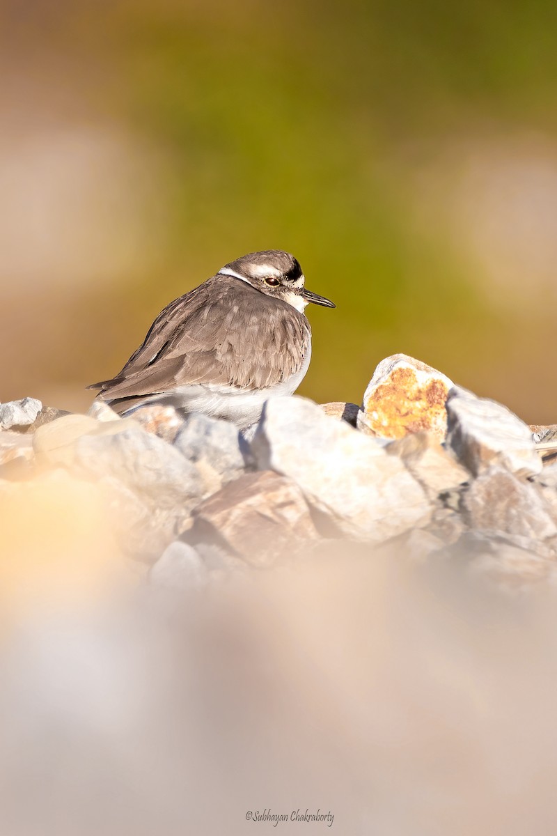 Long-billed Plover - ML628476857