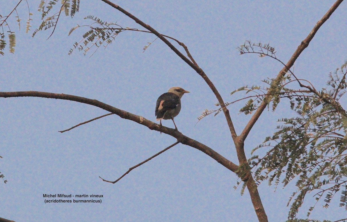 myna/starling sp. - ML628476996