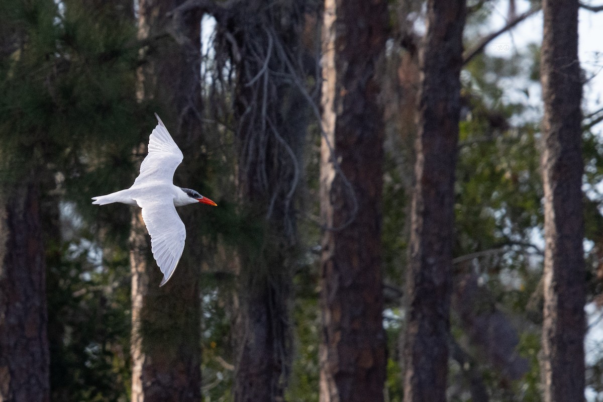 Caspian Tern - ML628477032