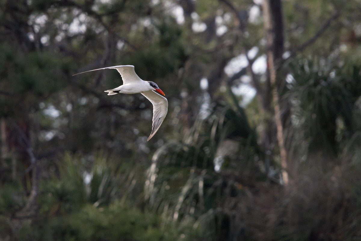 Caspian Tern - ML628477033