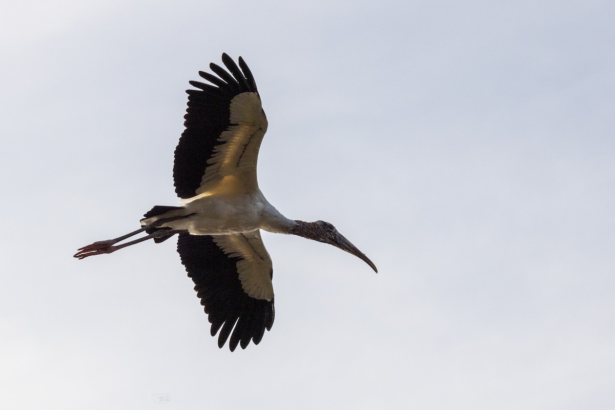 Wood Stork - ML628477039