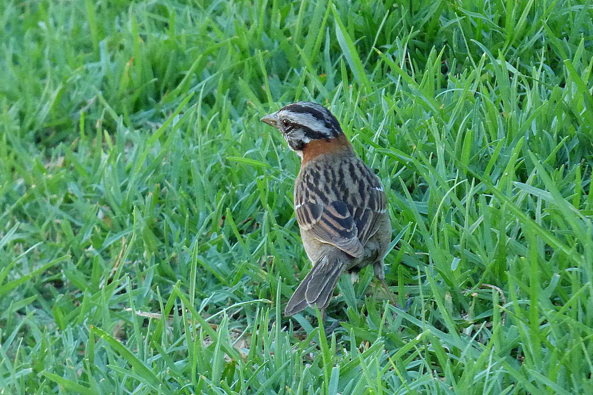 Rufous-collared Sparrow - ML628477043
