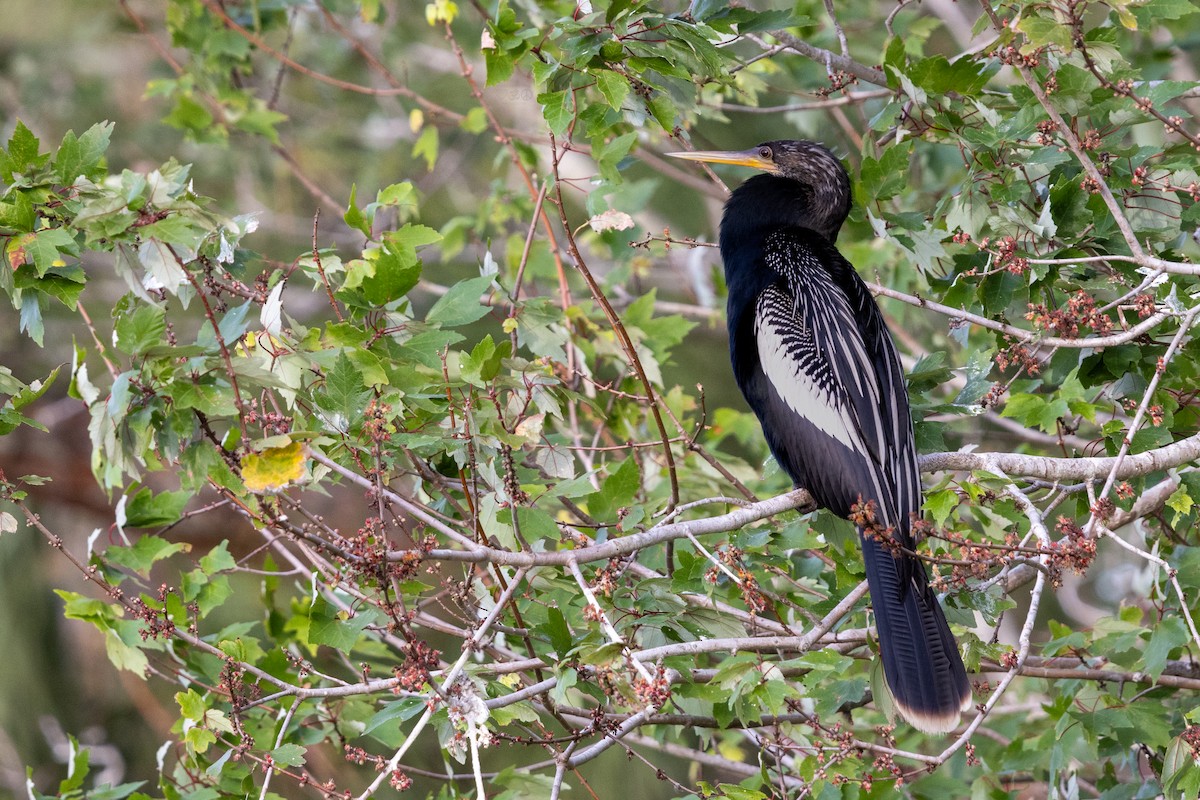 Anhinga - ML628477045