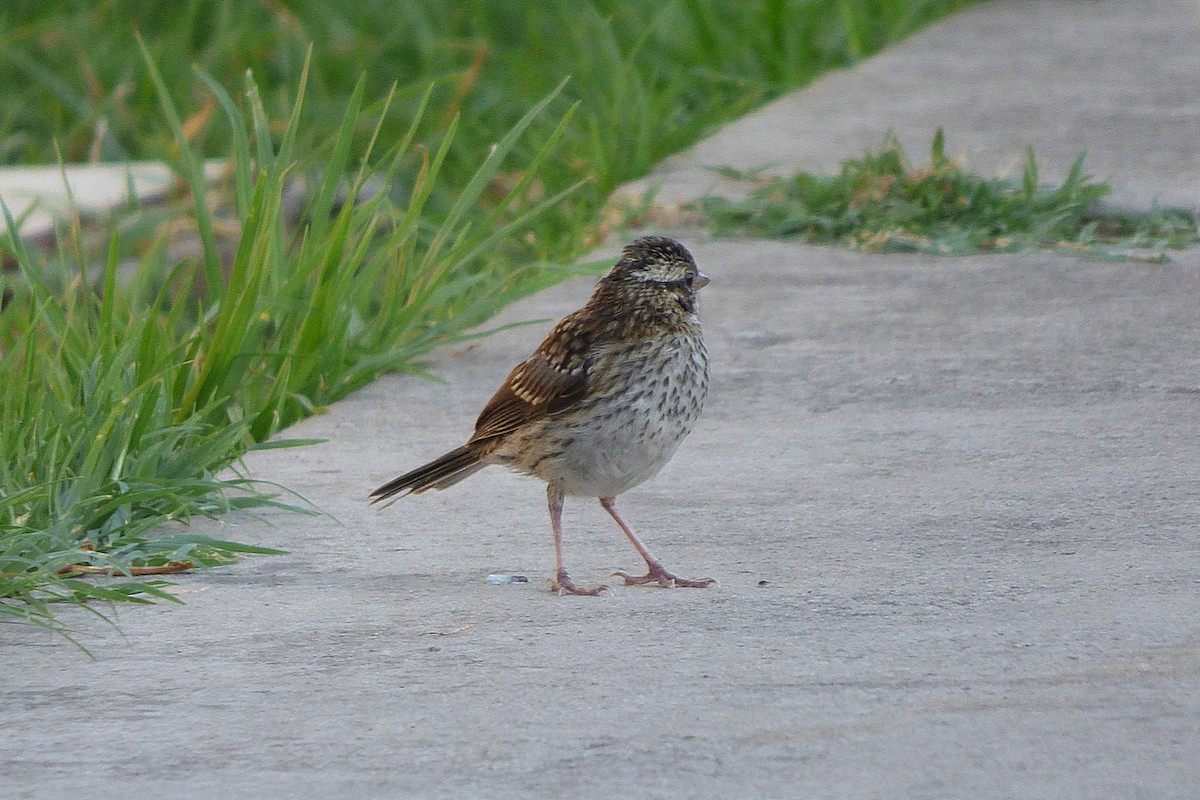 Rufous-collared Sparrow - ML628477051