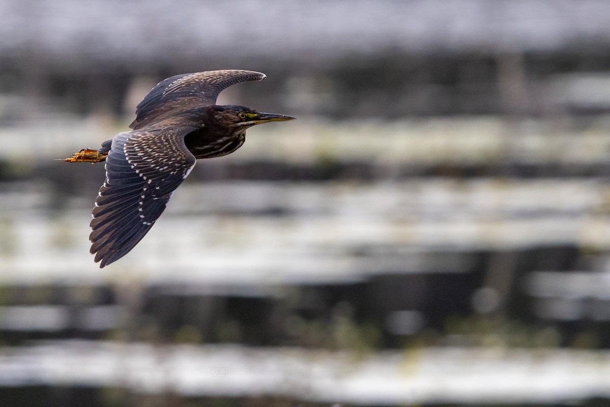 Green Heron - ML628477067