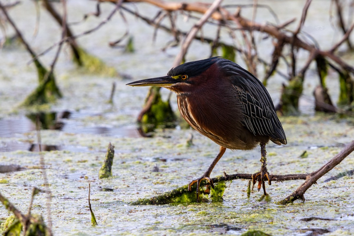 Green Heron - ML628477068