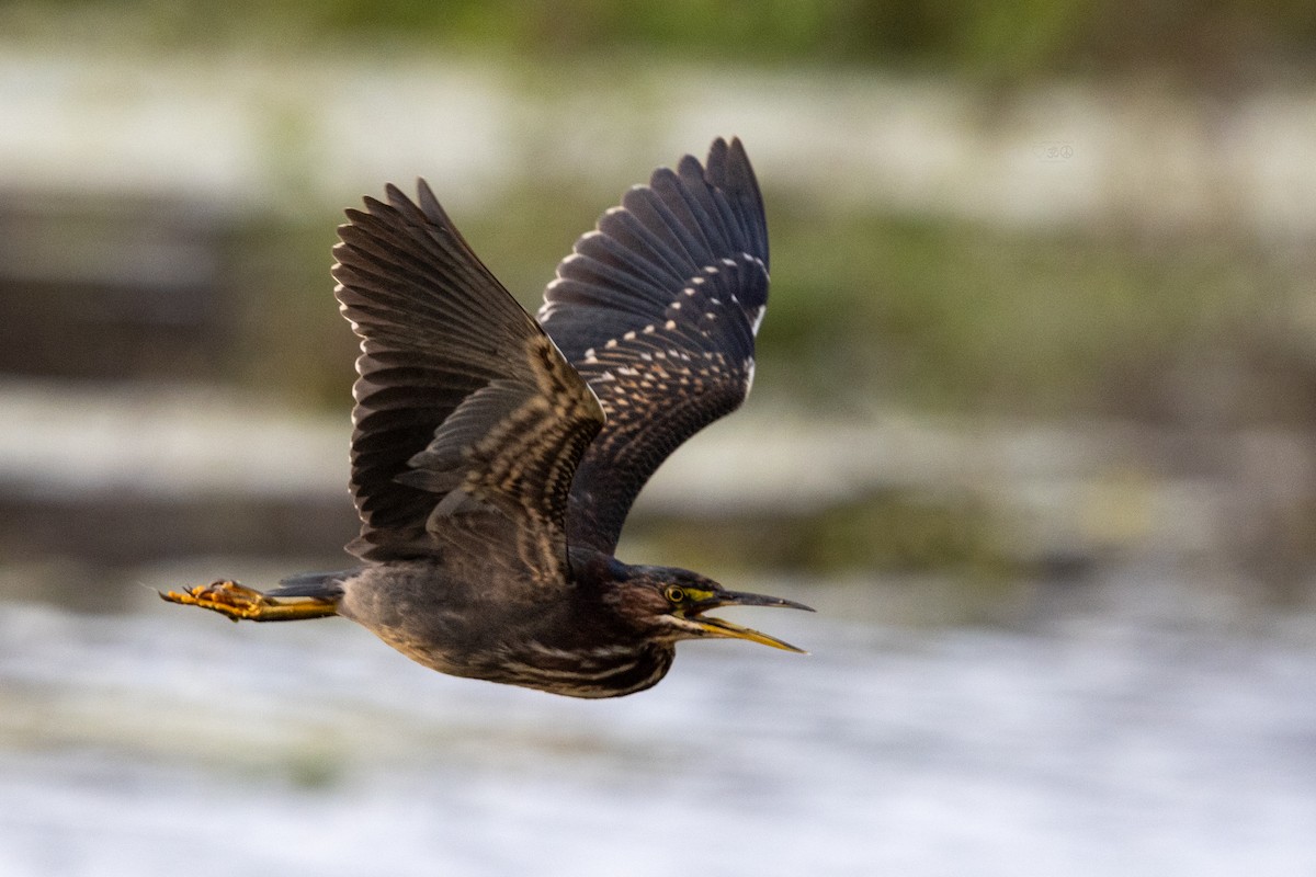 Green Heron - ML628477069