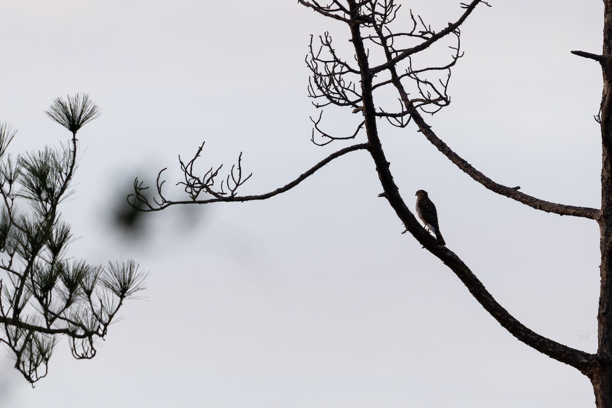 Cooper's Hawk - ML628477087