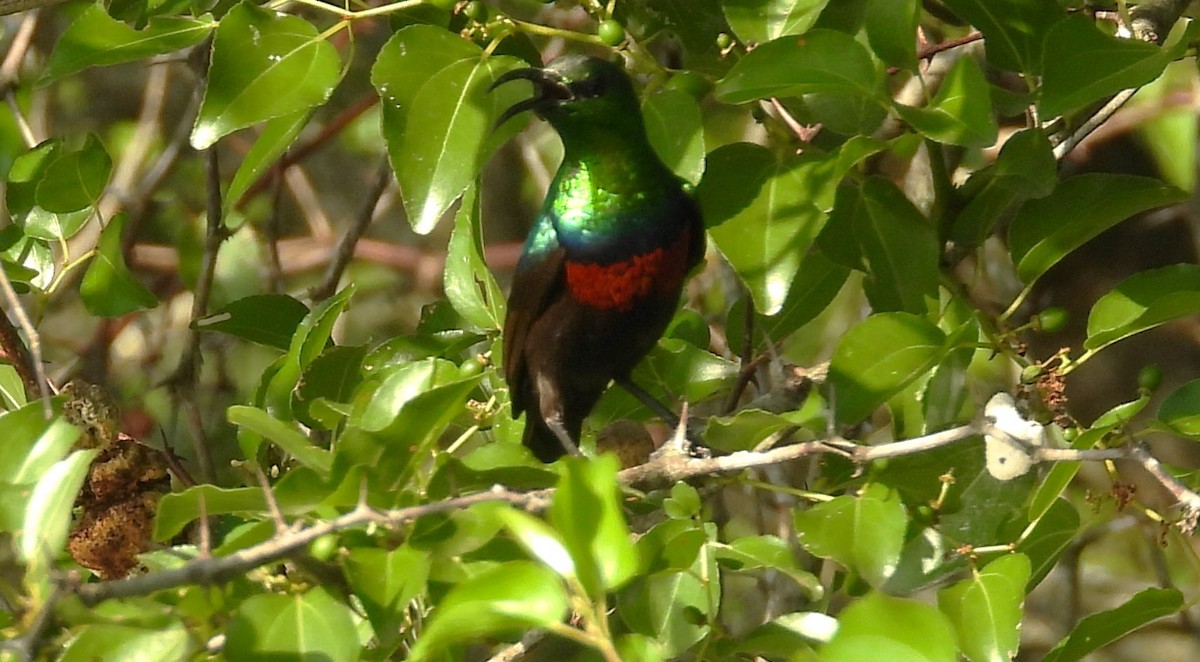 Neergaard's Sunbird - ML628477322