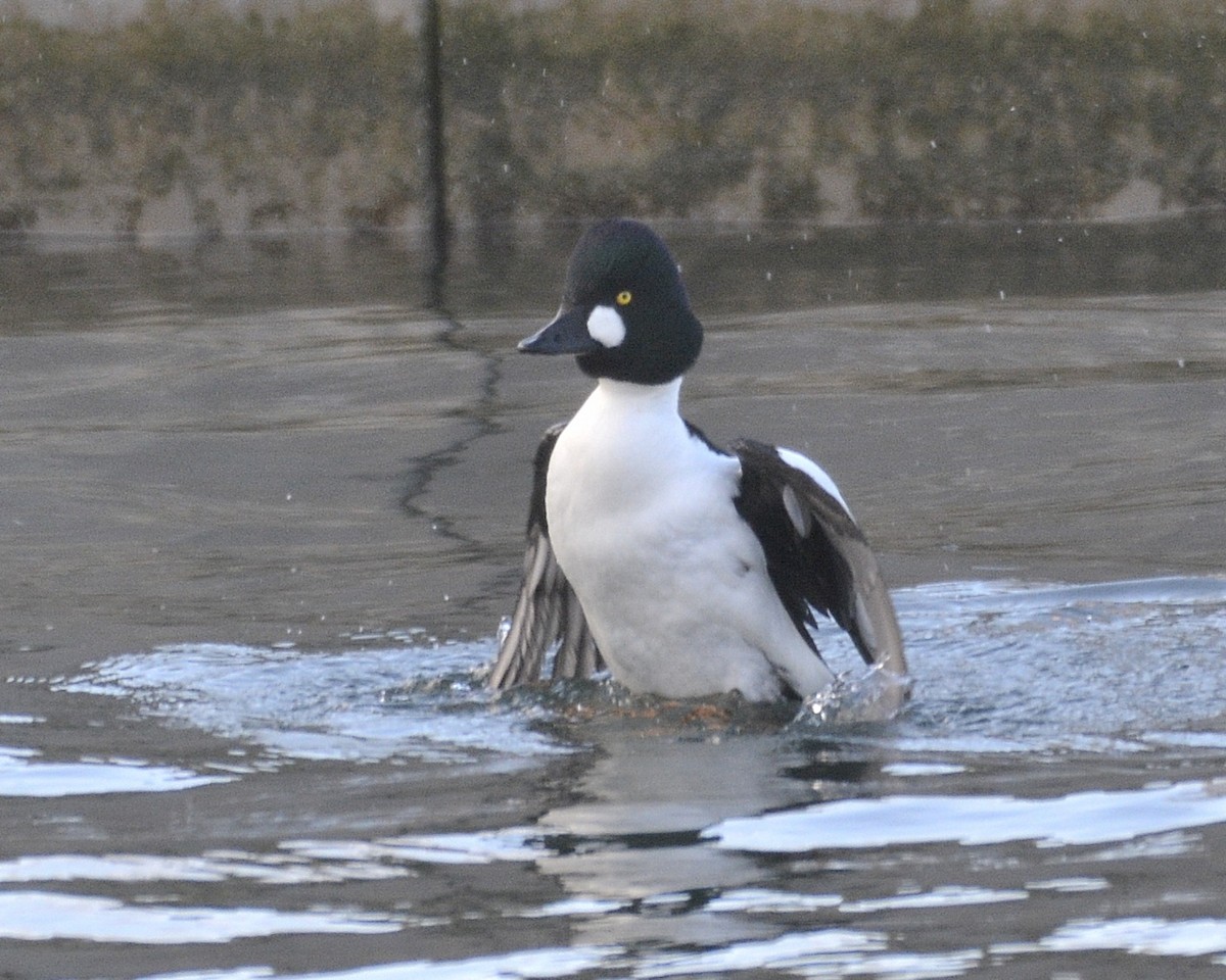 Алаг шунгаач - ML628477357