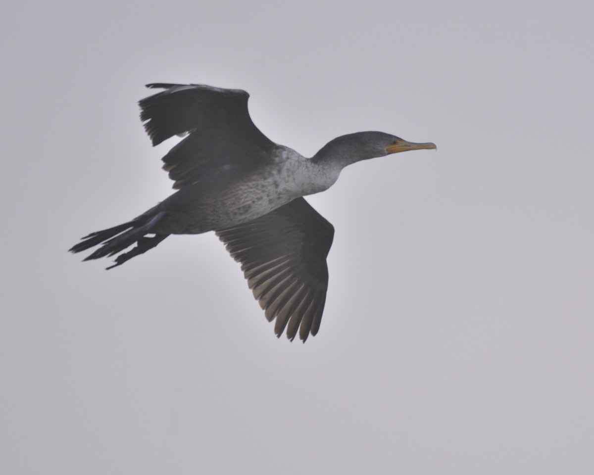 Double-crested Cormorant - ML628477395