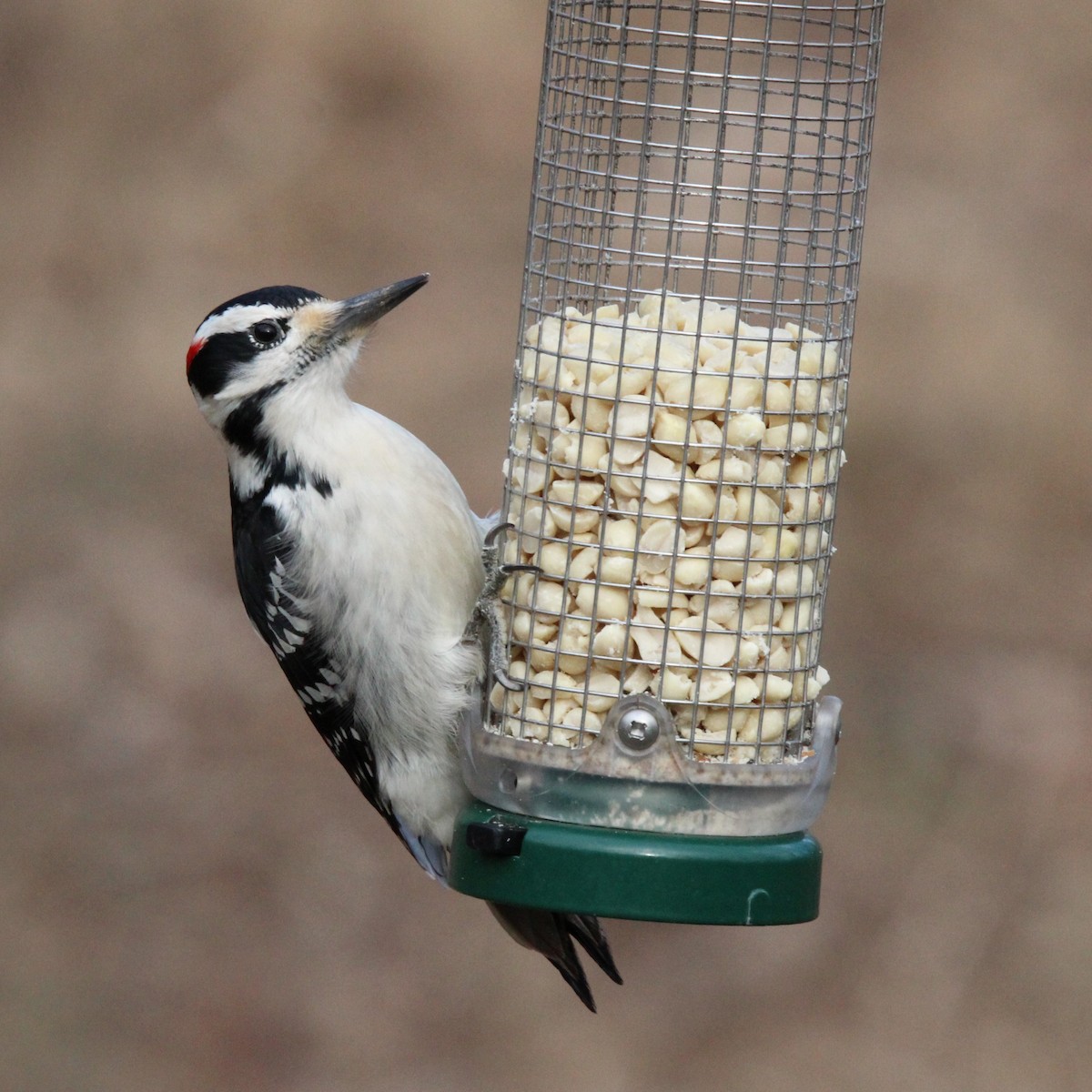 Hairy Woodpecker - ML628477414