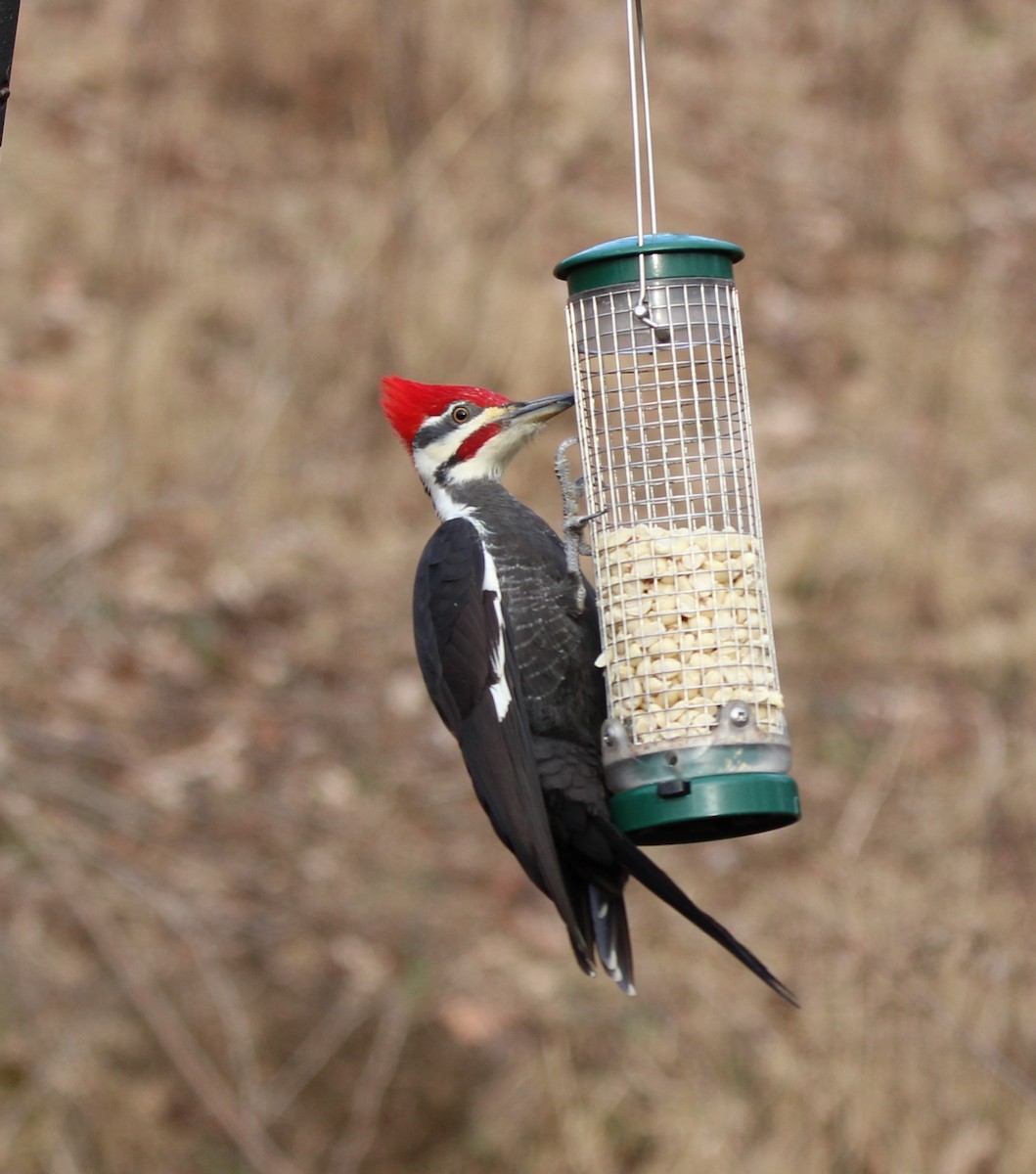 Pileated Woodpecker - ML628477423