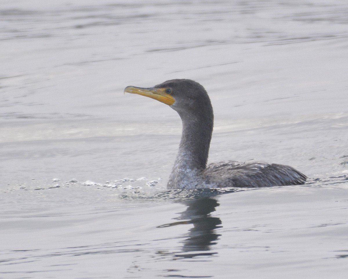 Double-crested Cormorant - ML628477426