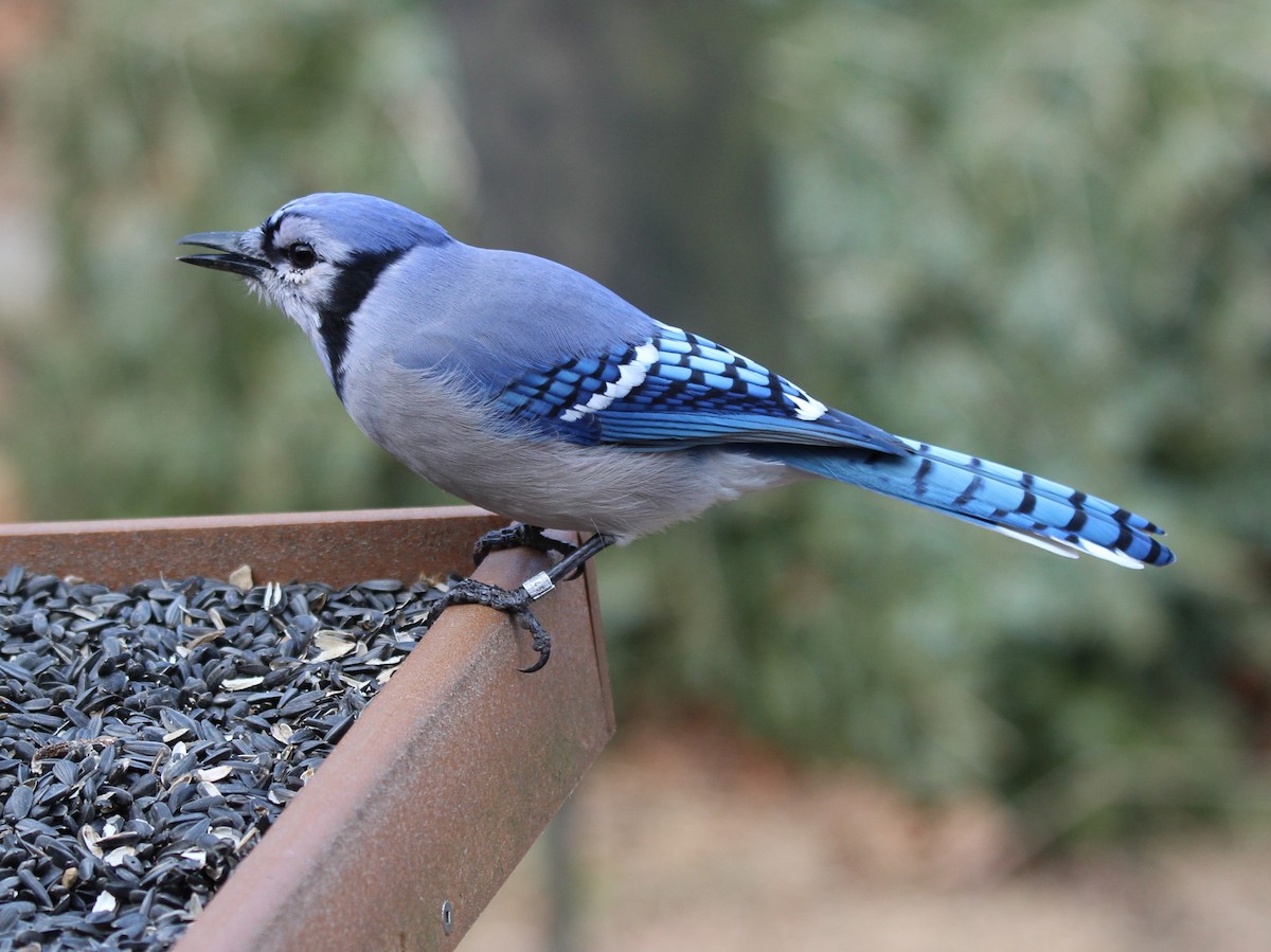 Blue Jay - ML628477441