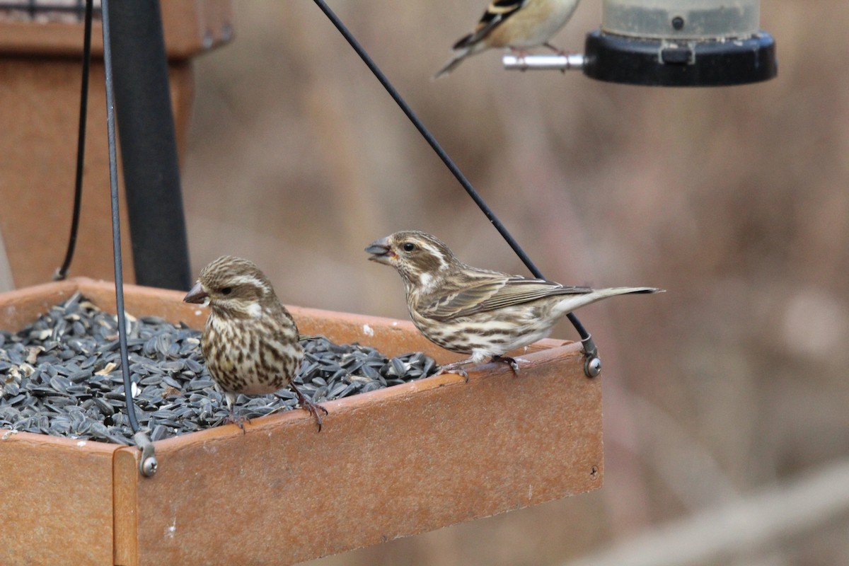 Purple Finch - ML628477445