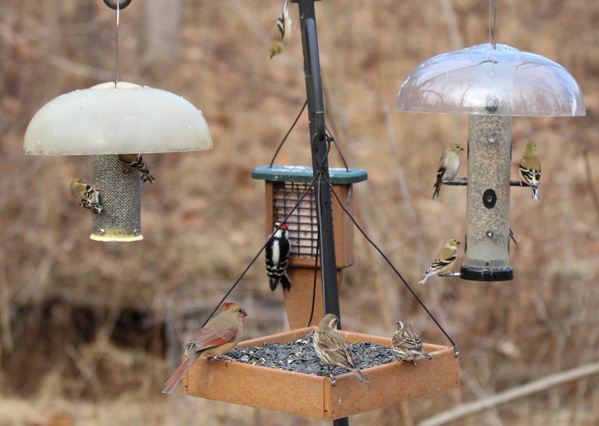 American Goldfinch - ML628477449