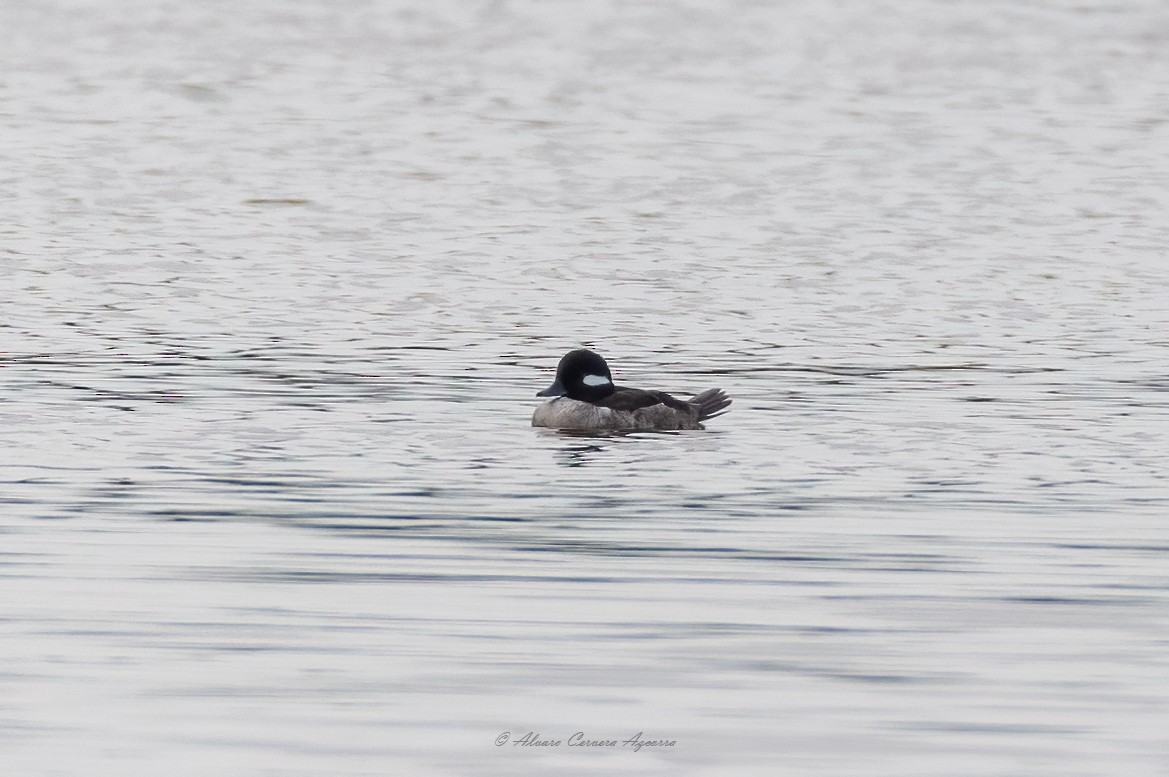 Bufflehead - ML628477508