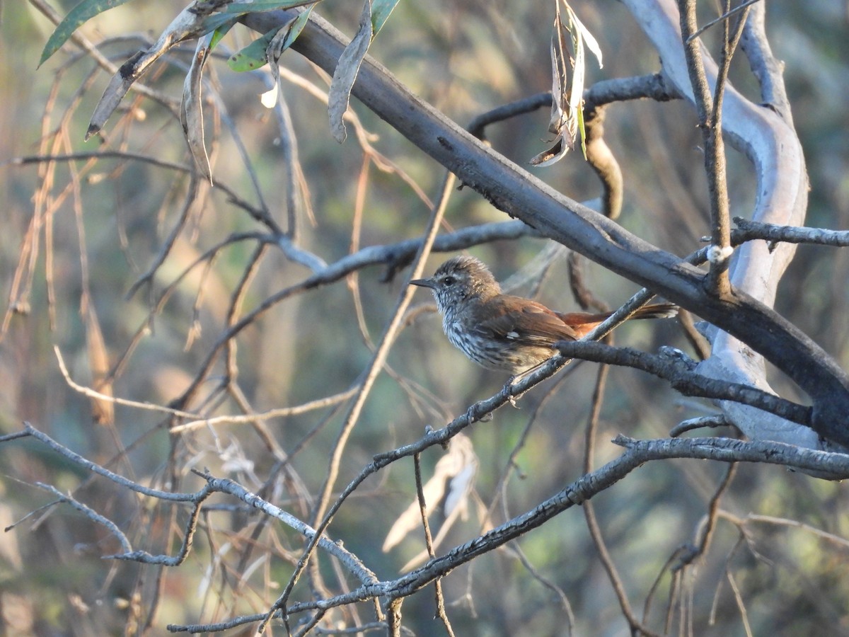 Shy Heathwren - ML628477607